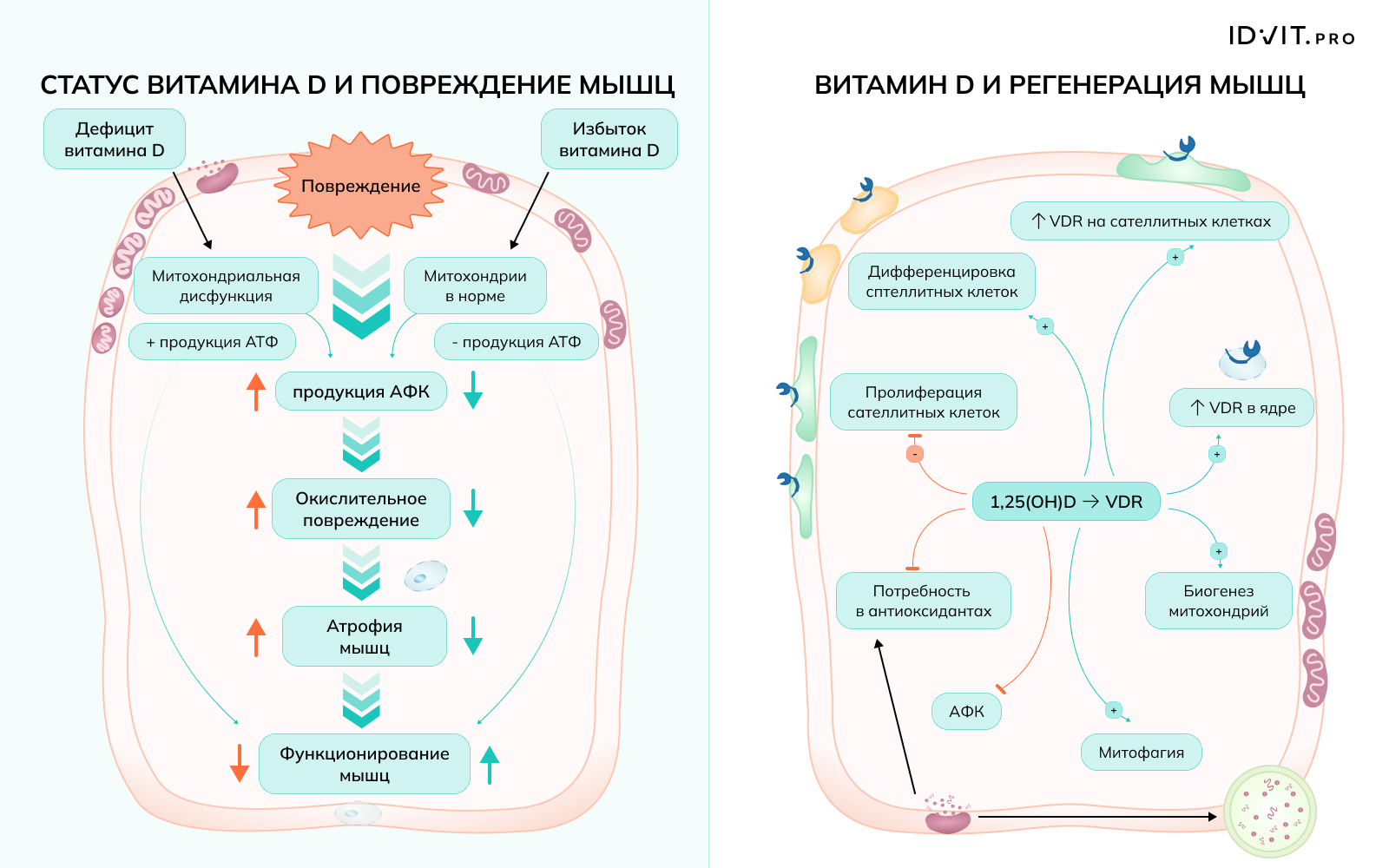 баннер