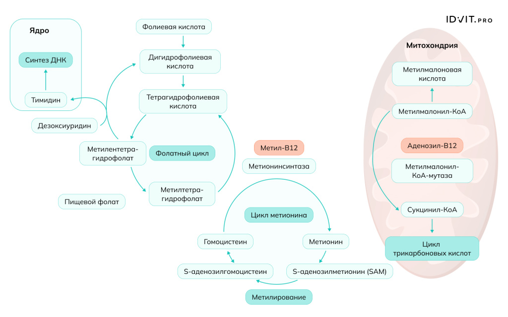 Рисунок 2.jpeg Рисунок 2.jpeg